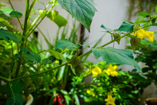 Physalis peruviana ,Cape gooseberry fruit