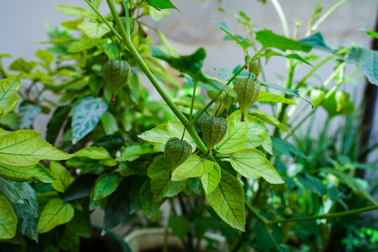 Physalis peruviana ,Physalis peruviana ,Cape gooseberry fruit