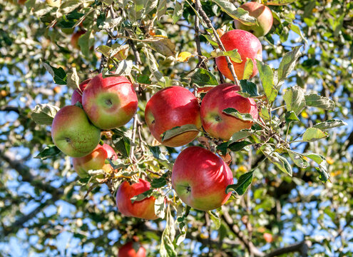 Abundance of ripe red apples