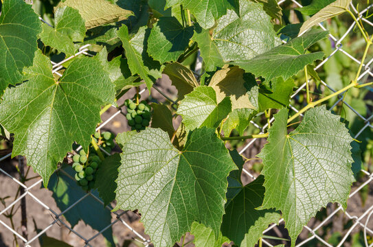 Green Grapes