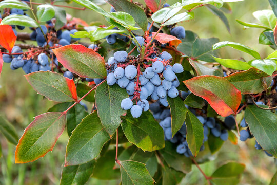 Mahonia aquifolium shrub
