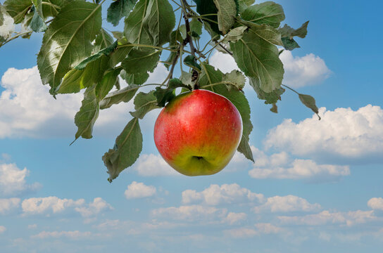 Red apple hanging on a branch