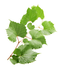 Fototapeta premium Grape branch with leaves isolated on white