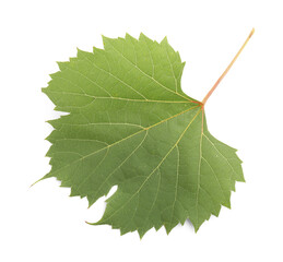 Fototapeta premium One green grape leaf isolated on white
