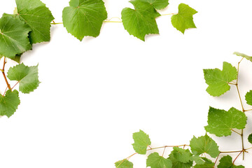 Fototapeta premium Grape branch with leaves isolated on white