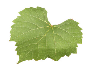 Fototapeta premium One green grape leaf isolated on white