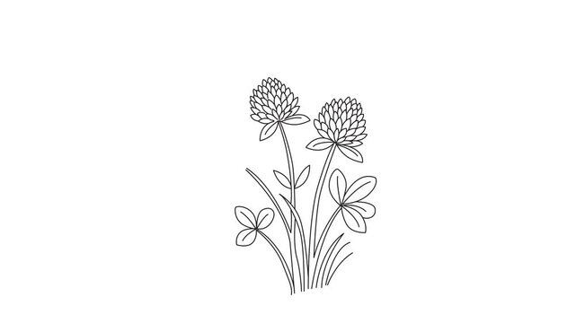 Minimalist line animation of a bee pollinating clover flowers, simple botanical style for nature and environmental projects