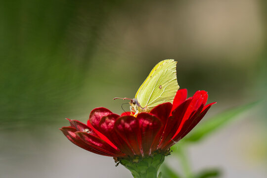 Gonepteryx rhamni, brimstone butterfly, feeding on a vivid red zinnia flower, its pale yellow-green wings sharply contrasting with the deep crimson petals against a soft green garden background. 
