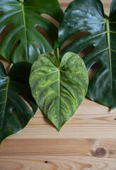 Fototapeta premium Biophilic design and interior decor, tropical monstera and anthurium leaves on wooden table for sustainable home lifestyle and botanical plant hobby