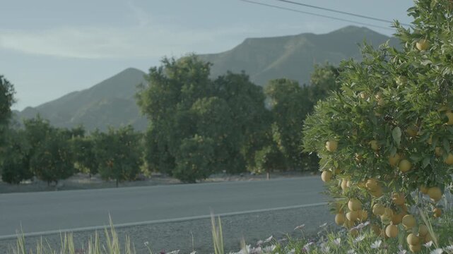 Roadside Grove of Green Trees Against a Mountain Range