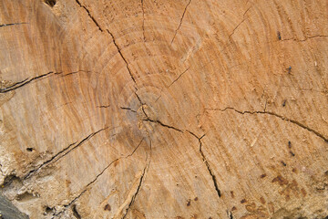 Fototapeta premium old wood texture
