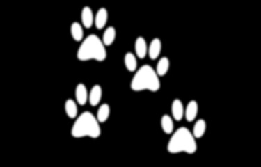 Four white animal paw prints on a black background isolated on transparent background © israt