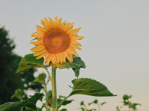 Tall sunflower on a long stem backlit by sunset light in a sunflower field, Pays de la Loire, France.