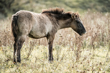 Brown dun horse with shaggy mane standing in tall dry grass of a meadow, side profile in natural habitat © PIC by Femke