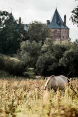 Grazing horse in tall meadow with historic stone castle and turrets visible through trees on an overcast day © PIC by Femke