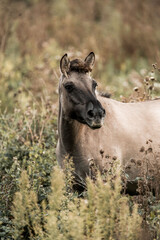 Brown dun horse standing in tall meadow grass, profile portrait with soft natural background and earthy tones © PIC by Femke