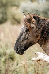 Close-up portrait of a brown horse in a natural grassland meadow with dried seed heads in its mane and a weathered branch in the foreground © PIC by Femke