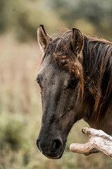 Close-up portrait of a dark bay horse with wet mane and mud-speckled face leaning on a weathered wooden fence post in a meadow © PIC by Femke