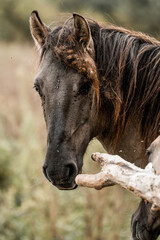 Close-up portrait of a dark bay horse with tangled mane grazing by a weathered branch in a grassy field © PIC by Femke