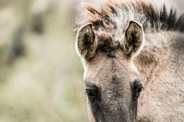 Close-up portrait of a brown wild horse head with tousled mane and soft blurred grassland background © PIC by Femke