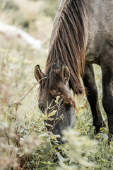 Close-up portrait of a dark brown horse grazing amid wild grasses and shrubs in a natural meadow setting © PIC by Femke