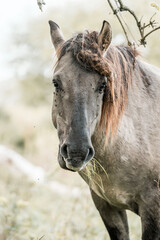 Close-up portrait of a grazing horse with mane in sunlit pasture on a rural farm, horse chewing grass © PIC by Femke