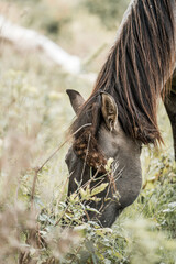 Close-up of a brown horse grazing in a grassy pasture, detailed head and long mane with soft background © PIC by Femke
