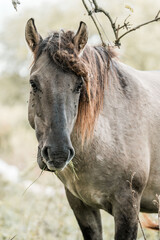 Close-up portrait of a grey horse with brown mane grazing in a meadow, natural light rural countryside scene © PIC by Femke