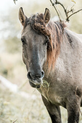 Close-up portrait of a grey horse with dark mane grazing in a soft-focus meadow, natural outdoor equine scene © PIC by Femke