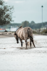Brown horse walking along a sandy shoreline with wet mane and tail on an overcast day © PIC by Femke