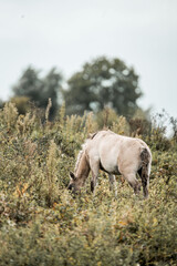 Light-colored horse grazing in an overgrown meadow of wild grasses with distant trees under an overcast sky © PIC by Femke