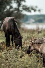Two horses grazing in a coastal meadow by a calm lake with soft background and natural light, pastoral countryside scene © PIC by Femke