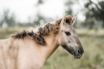 Buckskin horse in profile with curly textured mane standing in a grassy pasture with soft blurred background © PIC by Femke