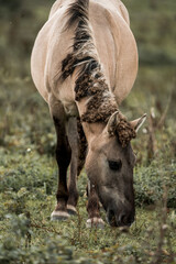 Close-up of a brown horse with braided mane grazing in a grassy meadow, rustic outdoor pastoral scene © PIC by Femke