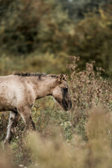 Wild horse grazing among tall grass and scrub in a natural meadow landscape, side profile © PIC by Femke