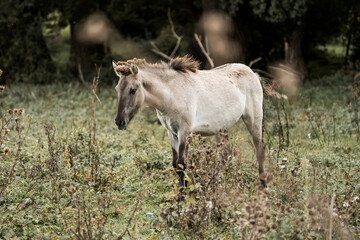 Light-colored pony grazing in an overgrown meadow with tall grasses and trees, solitary horse in pastoral landscape © PIC by Femke