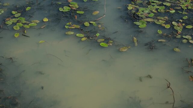 Potamogeton nodosus (Loddon pondweed) in a drying waterbody, illustrating the limits of freshwater plant adaptation to climate change.