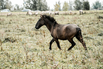 Brown horse galloping across a grassy pasture with grazing sheep in a rural countryside landscape © PIC by Femke