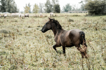 Brown horse galloping through a wildflower meadow with grazing herd and trees in the distance on a rural pasture © PIC by Femke