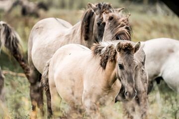 Group of light dun horses with dark manes standing in a grassy field, close-up portrait of herd © PIC by Femke