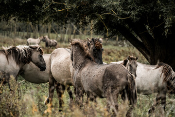Herd of wild horses grazing and interacting at the edge of a wooded meadow in natural grassland © PIC by Femke