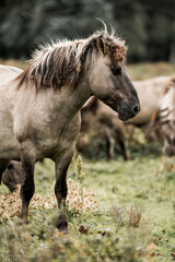 Close-up of a shaggy-maned pony standing in a grazing herd on a grassy meadow in the countryside with soft muted tones © PIC by Femke
