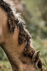 Close-up of a brown horse with a matted, curly mane and braided locks grazing in a meadow © PIC by Femke