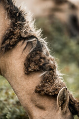 Close-up of a horse's mane with clumps of dried mud and grass in a natural pasture, textured coat detail © PIC by Femke