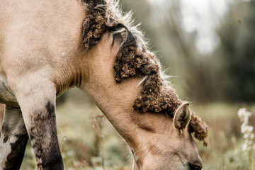 Close-up of a palomino foal grazing in a grassy meadow, textured curly mane and soft blurred background © PIC by Femke