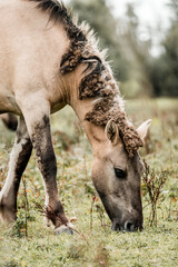 Close-up of a grazing buckskin horse with braided mane and muddy legs in a grassy meadow with blurred woodland background © PIC by Femke