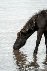 Black horse standing in shallow water drinking from a calm river with reflected ripples and wet mane © PIC by Femke