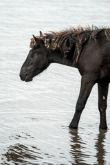 Black horse walking through shallow coastal water with seaweed tangled in its mane and wet coat © PIC by Femke