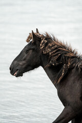 Black horse wading in shallow water with wet mane and seaweed, close-up profile portrait at the shoreline © PIC by Femke