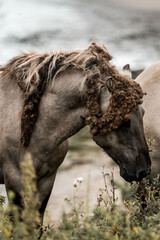 Grazing gray pony with tangled mane and sea breeze on a windswept coastal meadow with wildflowers and grasses © PIC by Femke